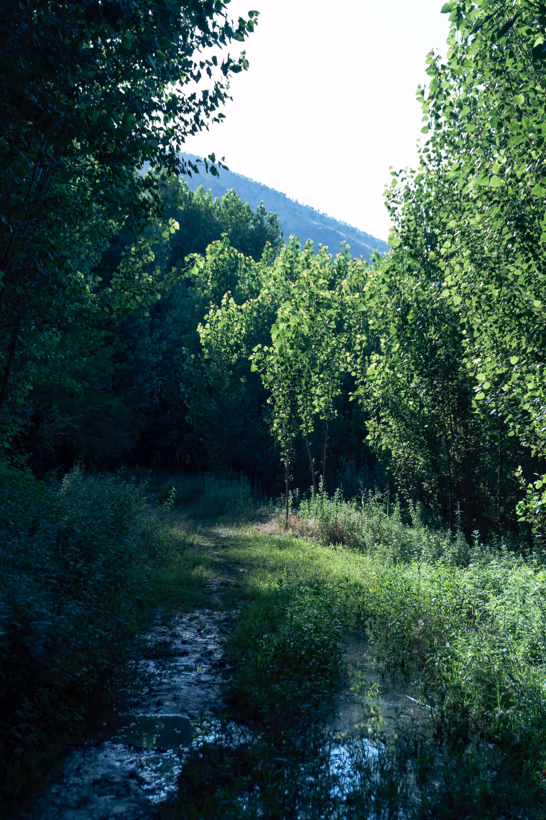 A forest that looks like last of us scene