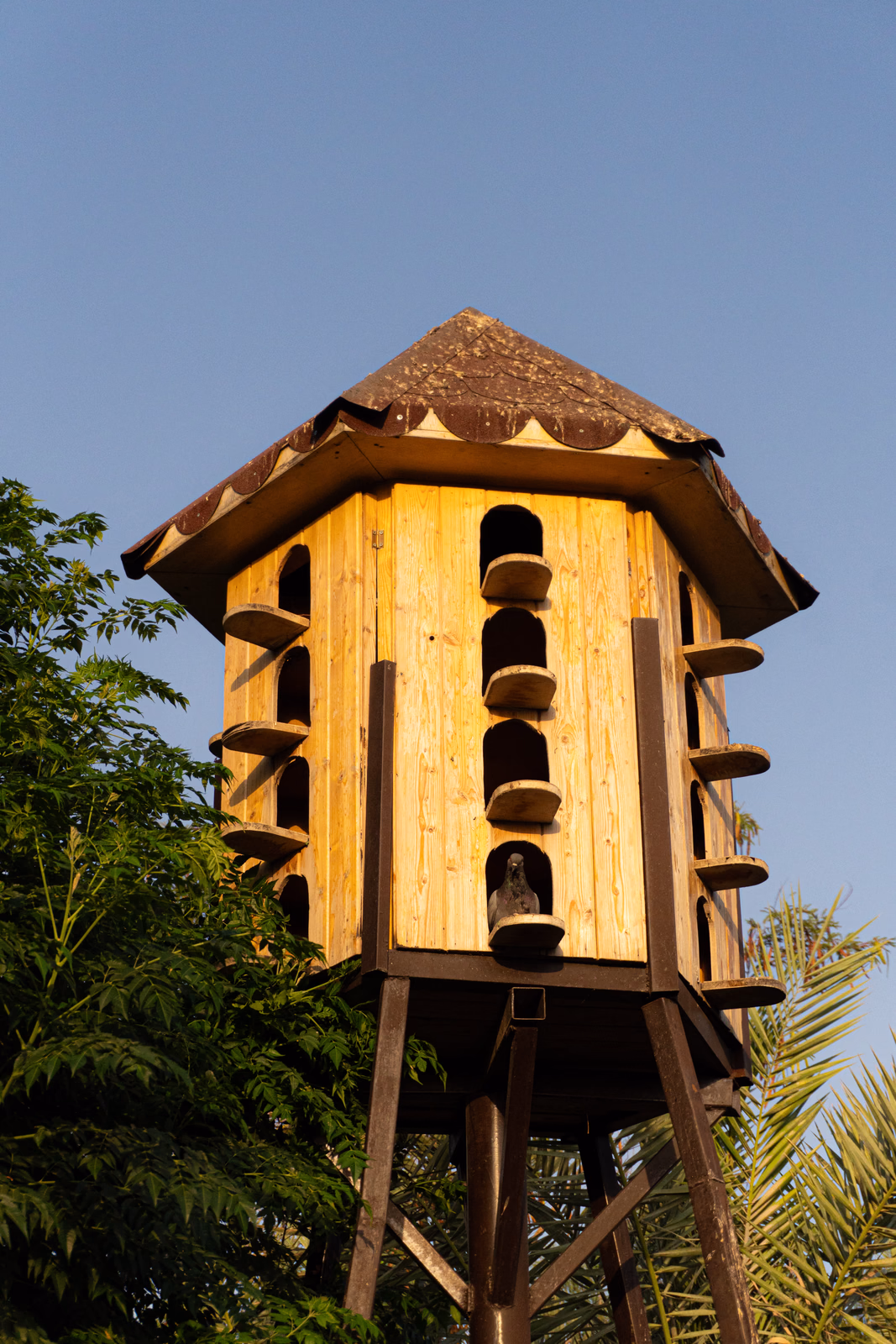 Piegon Home at the Zoo
